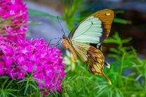 Afrikanischer-Schwalbenschwanz-J25-5048