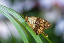 Afrkanischer Schwalbenschwanz-J25-4980