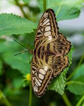 Brauner-Segler-J25-5118