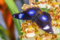 Gewöhnliche Eierfliege-J25-7016