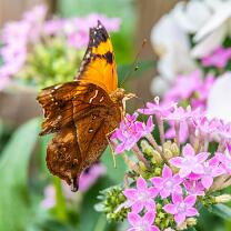 Herbstblatt-Schmetterling-J25-5190