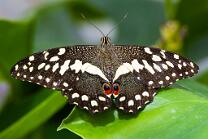 Limetten-Schwalbenschwanz-J25-5163