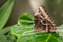 Morpho-Himmelsfalter-J25-6899