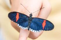 Passionsblumenfalter-J25-4997