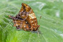 Tropischer-Blattflügel-J25-5087