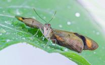 Catonephele-numilia Griechischer-Schuhmacher-J26.7-GCM-5659