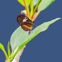 Doris Longwing-J26.6-GCM-5463