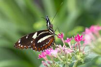 Falscher-Zebrafalter-J26.8-GCM-4977
