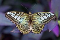Himmelsfalter Blauer-Morpho-J26.7-GCM-4135