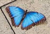Himmelsfalter Blauer-Morpho-J26.7-GCM-4336