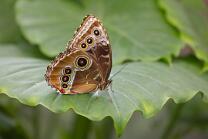 Himmelsfalter-Blauer Morpho-J26.8-GCM-4138