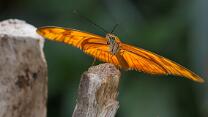 Juliafalter-J26.8-GCM-4973