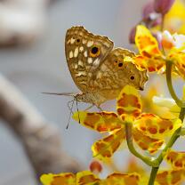 Junonia lemonias-J26.7-GCM-5413