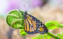 Monarch-J26.7-GCM-5679