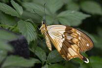 Papilio dardanus-J26.7-GCM-5637