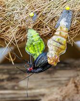 Schmetterling-Metamorphose-J26.6-GCM-5229