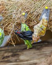 Schmetterling-Metamorphose-J26.6-GCM-5235