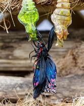 Schmetterling-Metamorphose-J26.6-GCM-5248