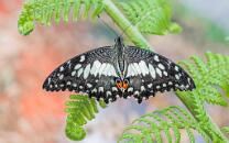 Zitrusfalter Papilio-Demoleus-J26.7-GCM-5678