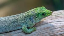 Querstreifen-Taggecko-J26-0667