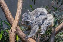 Koala Téa-Joey mit Sprung-J26-2751