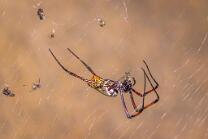 Madagaskar-Seidenspinne-J26-2992