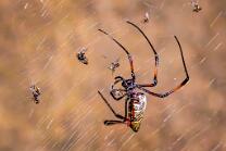 Madagaskar-Seidenspinne-J26-3002