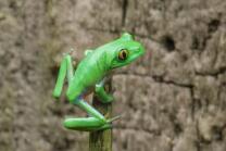 Orangeaugen-Laubfrosch-J26.4-3192
