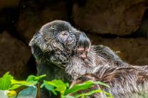 Springtamarin mit Baby-J26-3209