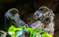 Springtamarin mit Baby-J26.4-3241