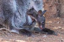 Wallaby-Baby-J26-IG-3137