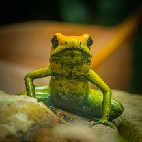 Zweifarben-Pfeilgiftfrosch-J26-2063