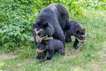 Brillenbär-Rica-Amaru-Auki-J26.6-ZZ-3972