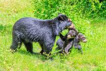 Brillenbärchen  Mama mit Babies-J26.6-ZZ-2498