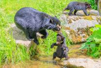 Brillenbärchen  Mama mit Babies-J26.6-ZZ-2510