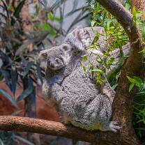 Koala Téa mit Joey-0713