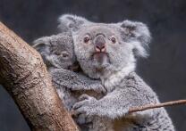 Koala Téa mit Joey-J26-V2-0935