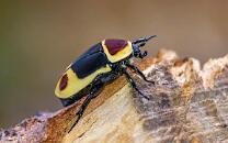 Kongo-Rosenkäfer-J26-1053