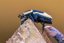 Kongo-Rosenkäfer-J26-1065