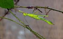 Malaiische Riesengespenstschrecke-J26-1086