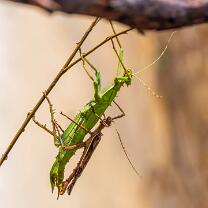 Malaiische-Riesengespenstschrecke-J25-0293