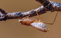 Riesenschildmantis-J26-0495