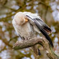 Schmutzgeier-J26-1159