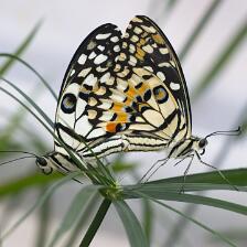 SCHMETTERLINGE 2026