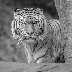 Tiger Elena-sw-J18-1465