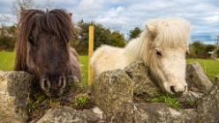 Eden Project bei St Austell-J13-2020