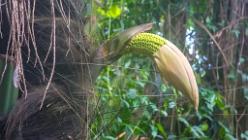 Eden Project bei St Austell-J13-2076