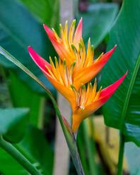 Eden Project bei St Austell-J13-2091