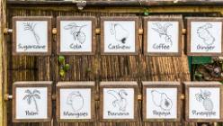 Eden Project bei St Austell-J13-2132