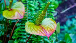 Eden Project bei St Austell-J13-2143